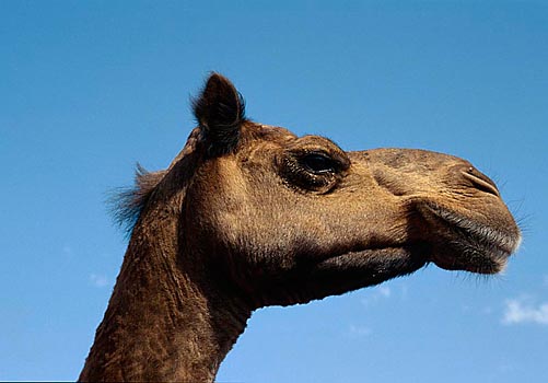 Kamel in Rajasthan, Indien